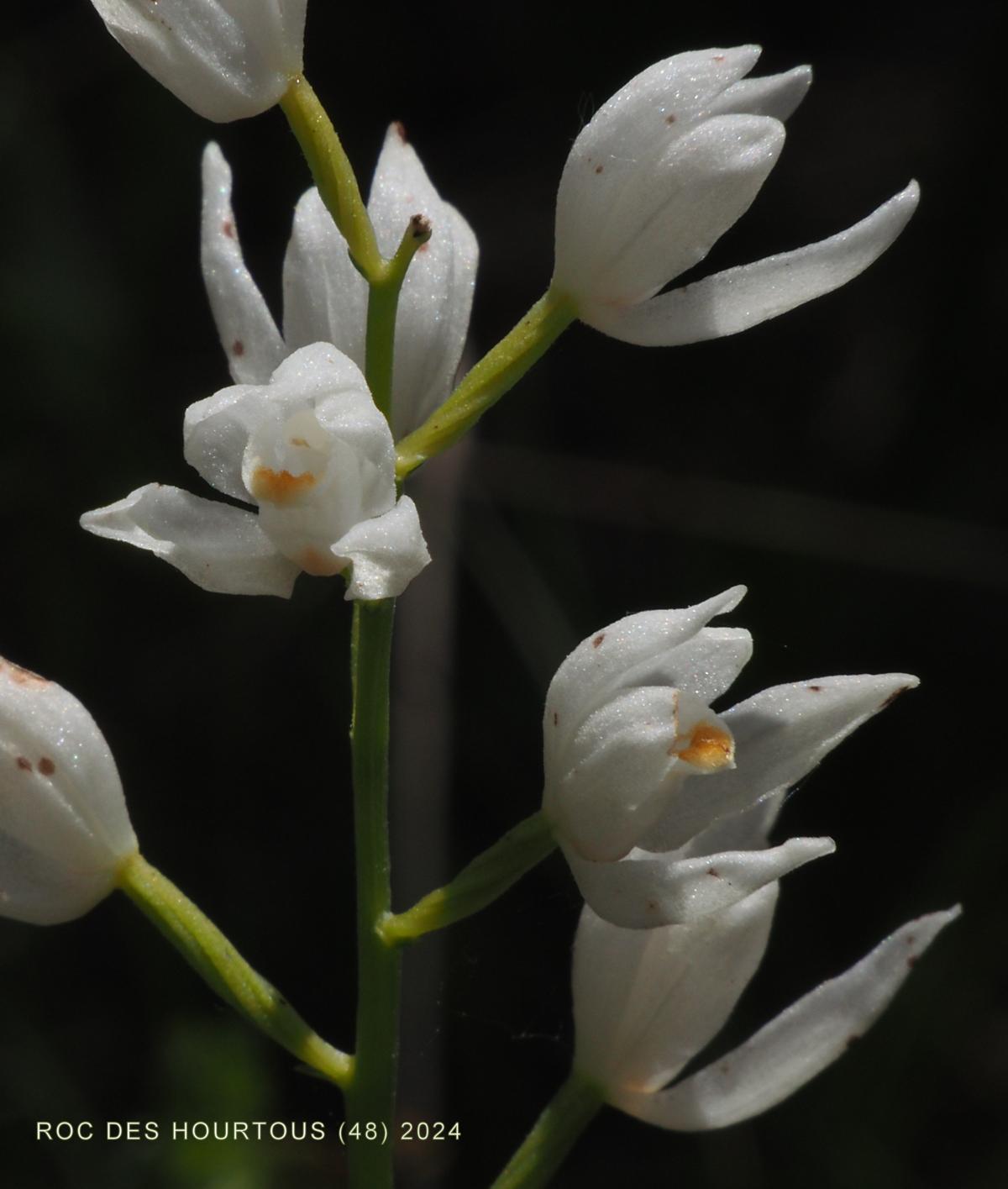 Helleborine, Narrow-leaved flower